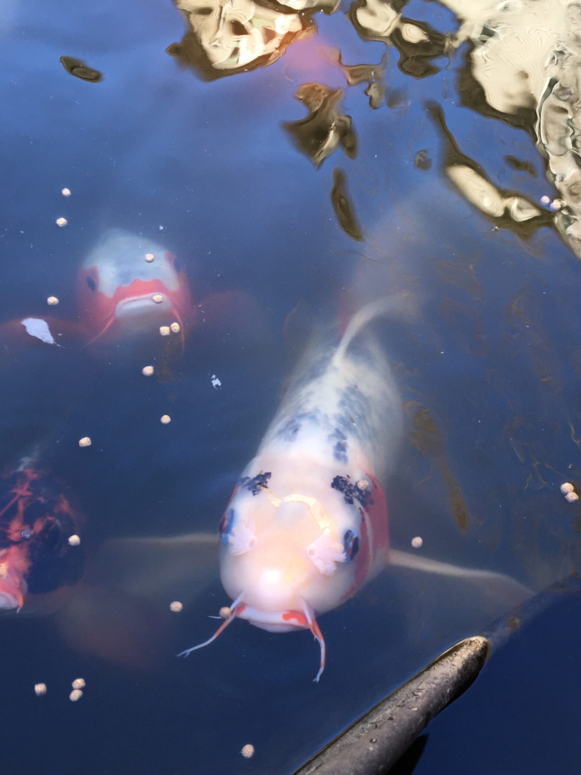 Colorful koi fish swim in a reflective pond, surrounded by small floating pellets. The image highlights the serene beauty of aquatic life.