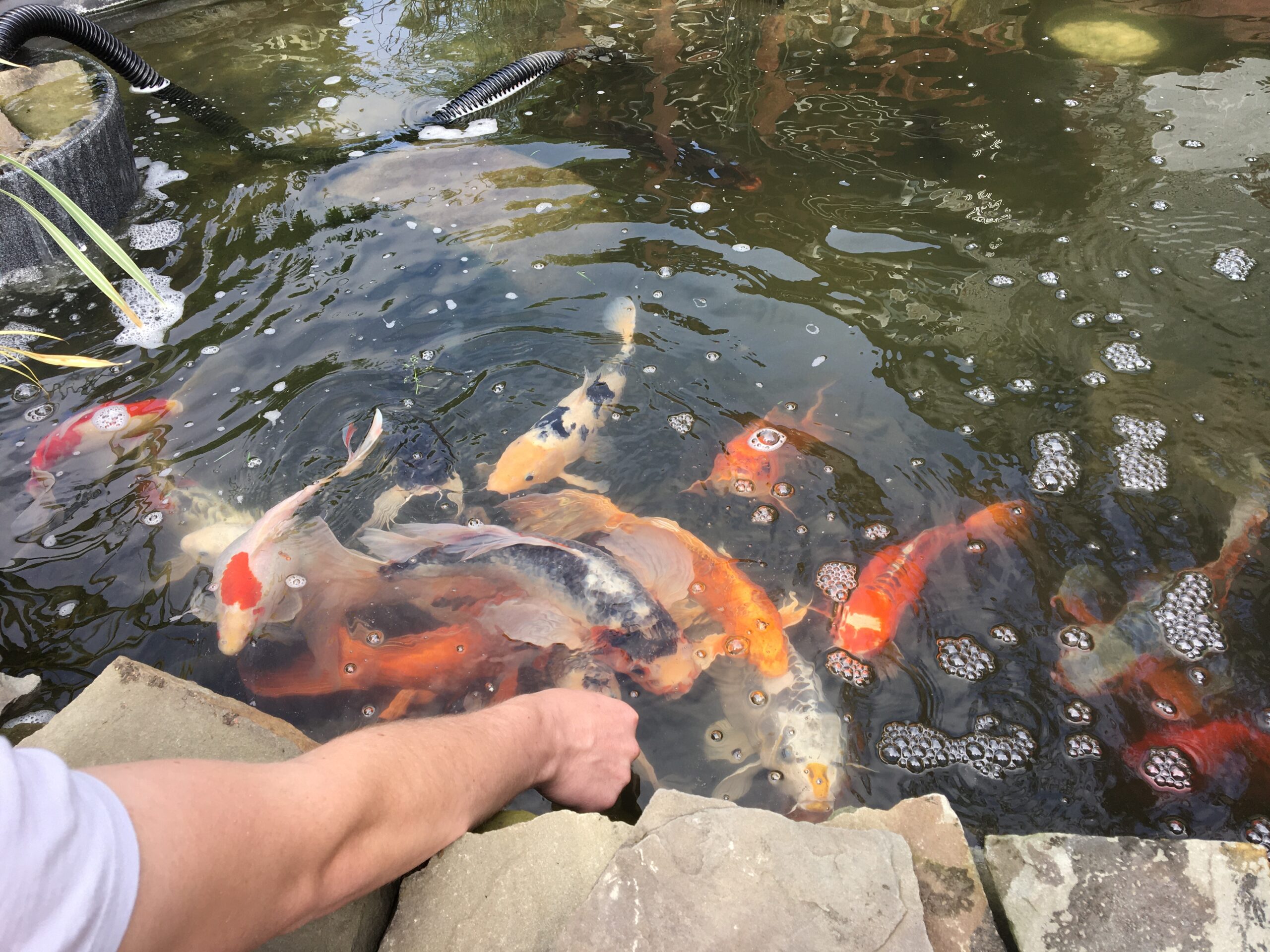 A person feeds vibrant koi fish in a pond, with colorful scales and bubbles visible in the water, highlighting the serene aquatic environment.