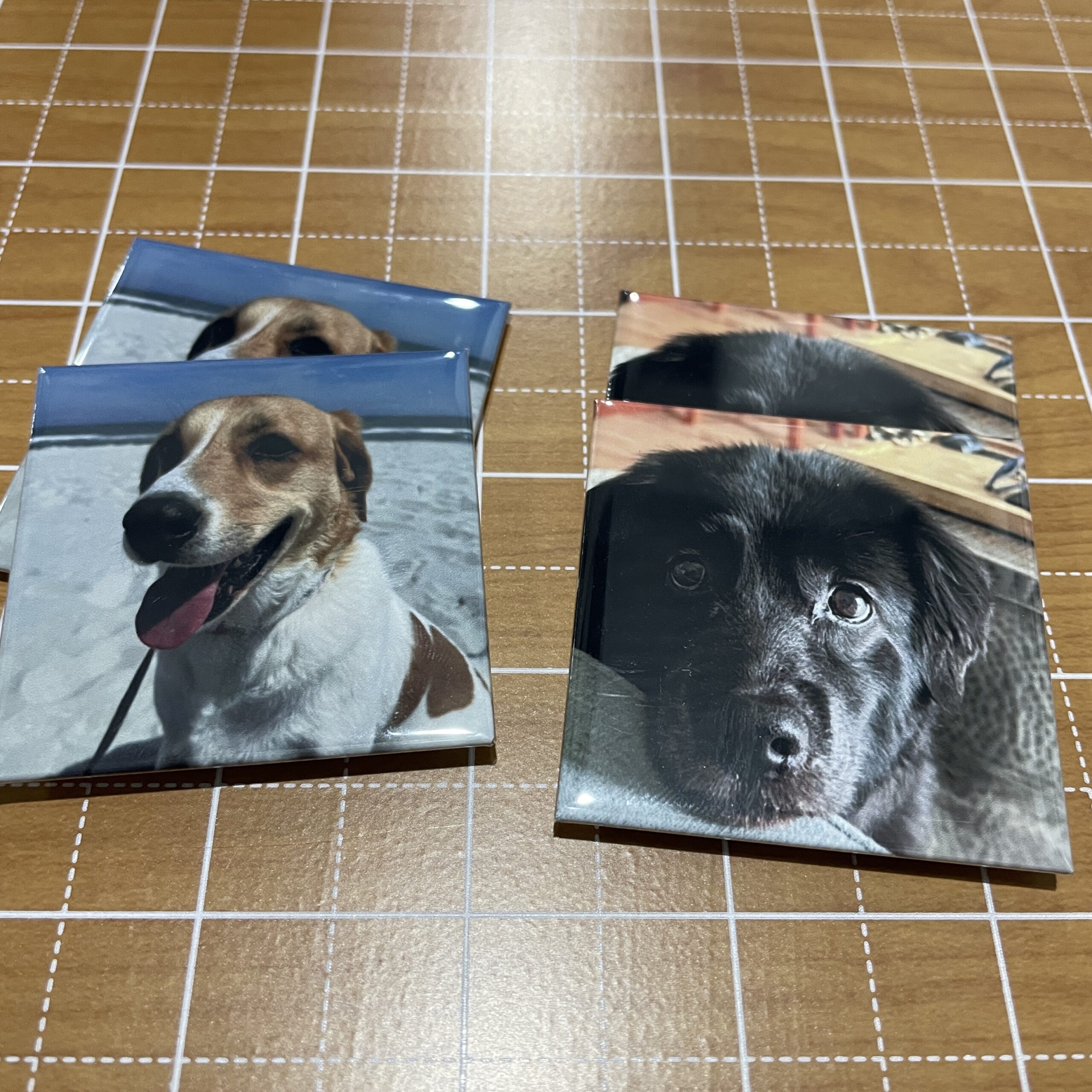 Four photo magnets featuring happy dogs, two with a brown and white dog on the beach and two with a black dog indoors.